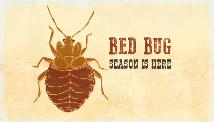 bed bug season